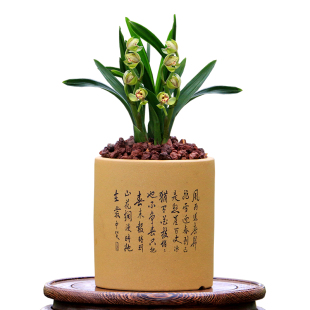 翁源兰花喜花里四季建兰矮种九仙荷蝶好养带花浓香型室内绿植花卉