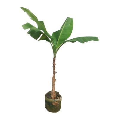 芭蕉树盆栽大型植物全国送货上门