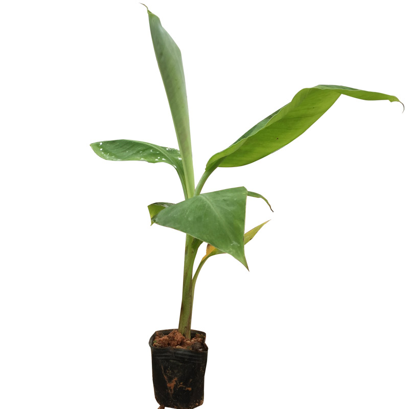 香蕉树苗粉蕉苗当年结果桂蕉1号桌面绿植