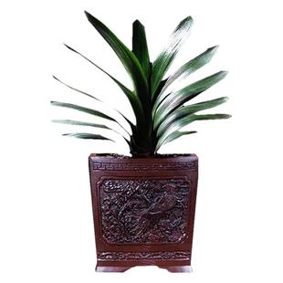 四季君子兰盆栽带花苞小苗花卉植物室内易活绿植水培好养多肉大全