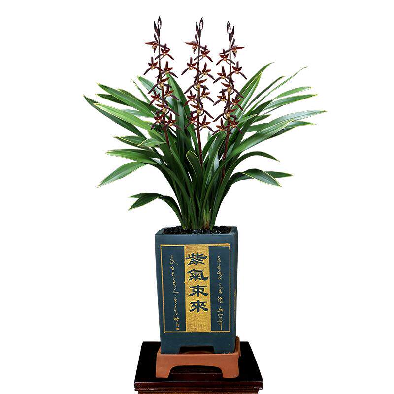 原盆原土翁源兰苗墨兰企黑金边浓香绿叶除甲醛好易养绿植花卉盆栽