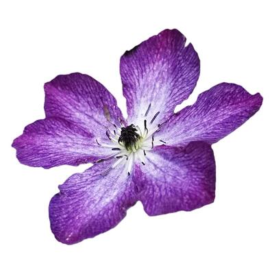 伟伟园艺铁线莲神秘面纱庭院