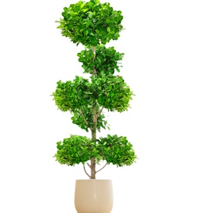 金钱榕大盆栽室内客厅绿植摇钱树发财树四季常青落地榕树大型植物