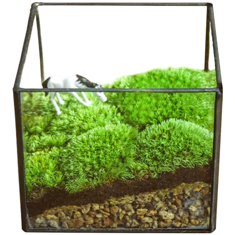 青苔植物植物城堡苔藓微景观
