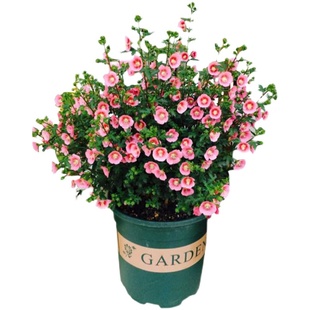 小木槿棒棒糖花苗蓝雪花庭院阳台月季花卉盆栽室内好养植物带花苞