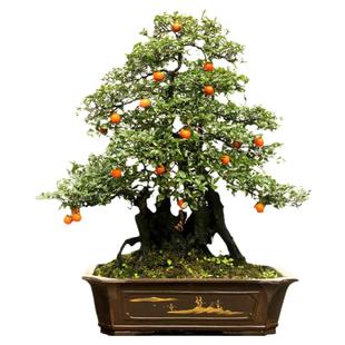 金弹子种子孑金弹子树苗树种籽嫁接鸡血红老鸦柿盆景老桩植物种子