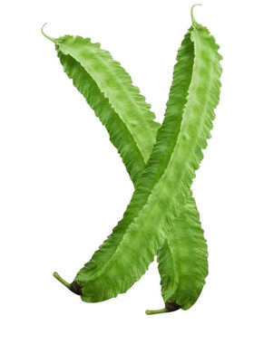 现摘四棱豆不嫩包赔当天发非预售
