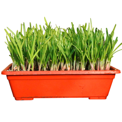 蔬菜种子阳台盆栽独根红韭菜