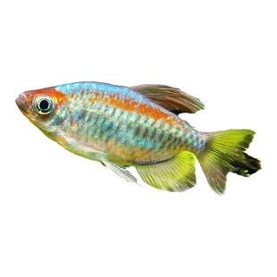 刚果美人鱼淡水草缸群游鱼热带观赏鱼扯旗鱼蓝刚果美人小型鱼活体