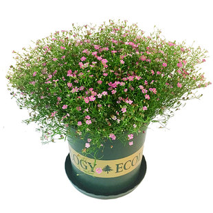 吉普赛满天星盆栽 满天星花卉 冬季阳台花卉 花期久带花发货包邮