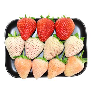 三色草莓礼盒新鲜水果白草莓淡雪白色奶油牛奶红颜草莓顺丰包邮