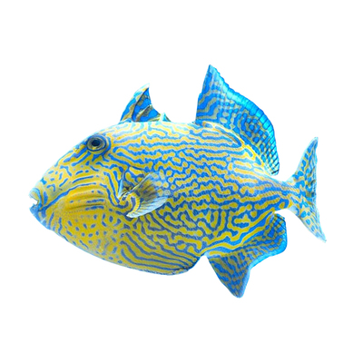 小丑炮弹鱼魔鬼炮弹鱼活体观赏鱼