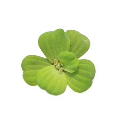 浮萍水草圆心萍肚兜红毛丹芝麻萍