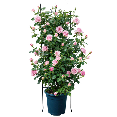 【全网热销5万+】蔷薇花爬藤月季