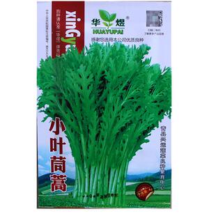 小叶中叶茼蒿种子种籽蓬蒿光杆皇帝菜春秋季播阳台盆栽蔬菜菜籽孑