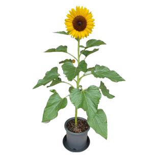 好活春季室外播种花种耐旱耐热向日葵种子庭院路边公园观赏花籽种