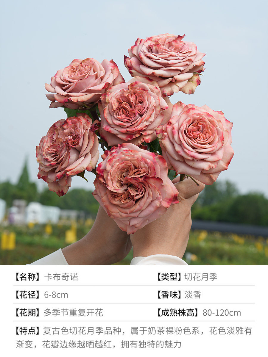 月季花苗切花朱丽叶真宙阳台切花灌木爬藤植物花卉盆栽