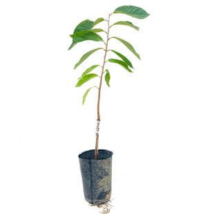 台湾凤梨释迦果树苗特大番荔枝佛陀果南方种植盆地栽庭院果嫁接苗