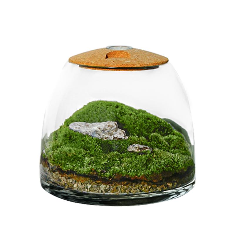 植物城堡苔藓微景观美观易活