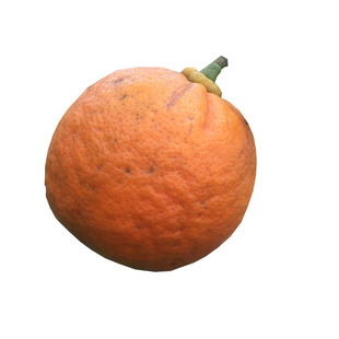 新鲜采摘 玳玳果 回青果 苦橙  代代果 现摘现发  枳实 苦橙果