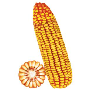 郑单958大田玉米种子超级饲料玉米种籽良玉99登海春秋四季包谷孑