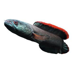 火背雷龙 雷龙 雷龙鱼 蛇头鱼 鳢 热带鱼 观赏鱼 淡水 凶猛肉食鱼