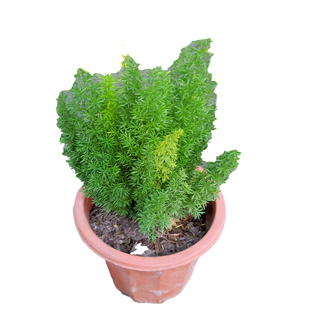 狐尾天门冬盆栽绿植花卉阳台庭院花园装饰四季耐寒皮实好养.包邮