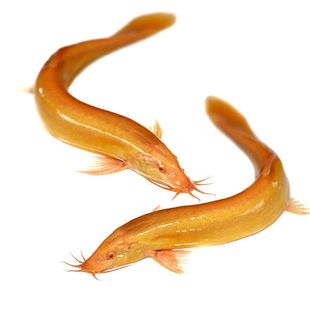 黄金泥鳅冷水观赏鱼黄金泥鳅鱼缸清洁工具鱼清道夫好养耐活鱼