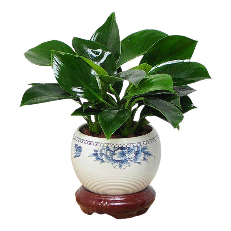金钻盆栽绿萝花卉绿植室内花水培植物除办公室甲醛多肉发财树桌面