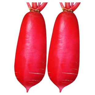 徐州大红袍萝卜种子种籽红皮水果罗卜籽种白心大全菜种红孑子