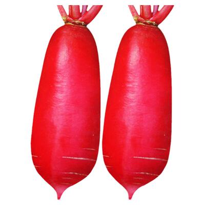 徐州大红袍萝卜种子水果白心