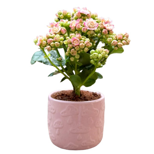 粉色长寿花盆栽室内办公室桌面耐旱花卉绿植可开花好养爆盆植物