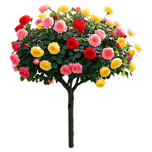 棒棒糖树桩月季花树苗老桩嫁接四季开特大花浓香树状玫瑰花卉盆栽