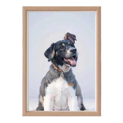 蔡徐坤错觉图小狗插画搞笑装饰鸡你太美坤坤肖像挂画ikun摆件礼物