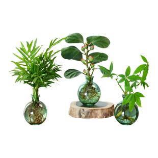 水培植物发财树小盆栽办公室内好水养绿萝四季常青茶桌面绿植摆件