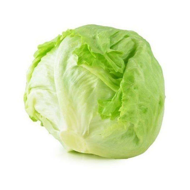 结球生菜种子奶油圆生菜种籽西餐家庭园艺种子