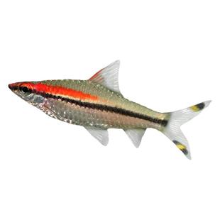 中小型热带观赏鱼一眉道人鱼活体水族宠物红眉道人黑影草缸可混养