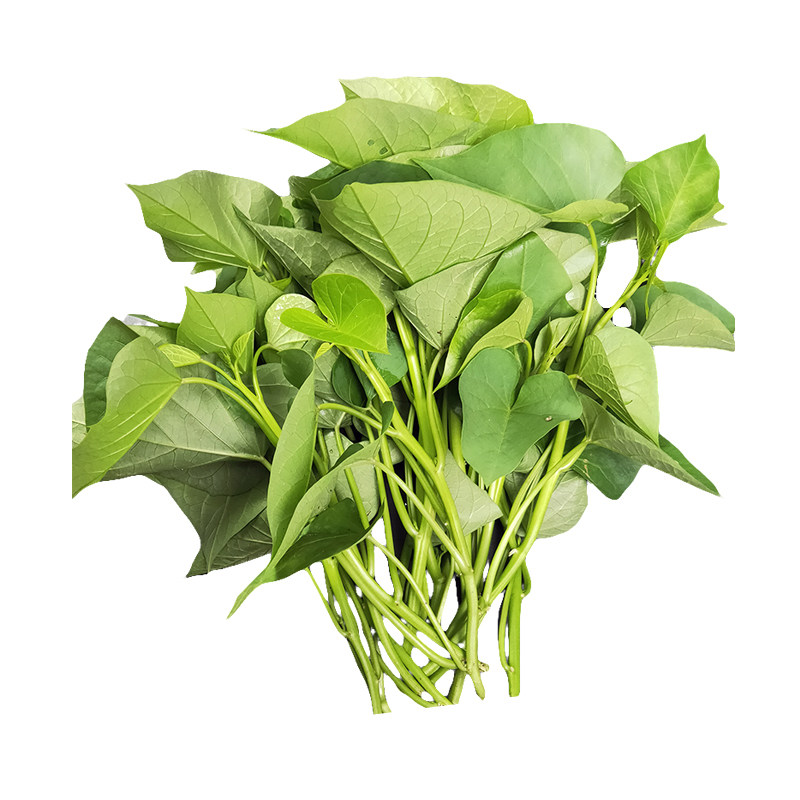食叶型番薯苗阳台楼顶种植鲜嫩爽