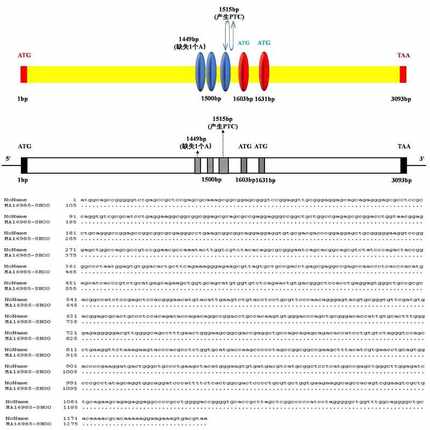 生信分析2-9分整套服务MR孟德尔随机化单细胞测序基因组分析