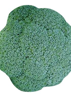 种籽花苗曼陀绿四季优秀