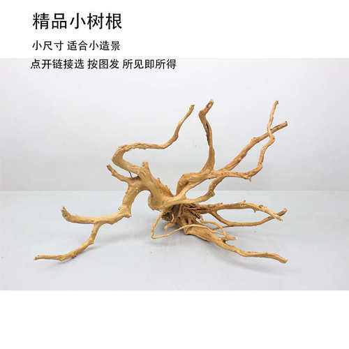 鱼缸造景杜鹃根小树根枯木小号树桩软装微景观小型树木装饰草缸