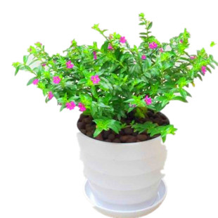 臭牡丹驱蚊多年生四季盆栽花期长木本植物粉绣球庭院阳台花卉植物