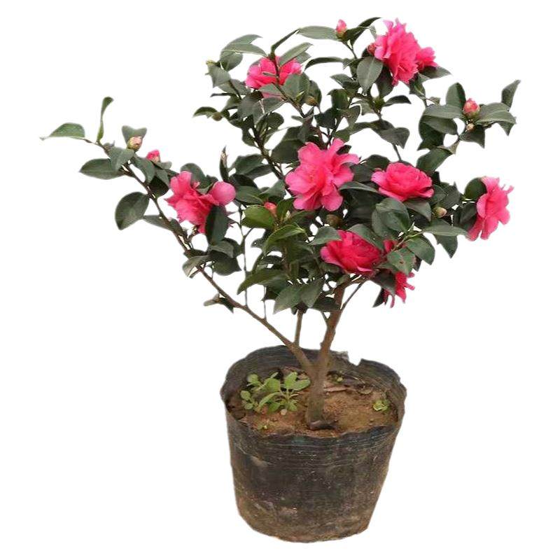 茶梅花盆栽树苗四季常青球财神阳台老桩带花苞庭院绿化苗耐寒花卉