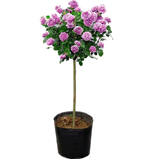 树桩月季花苗树形棒棒糖特大花朵庭院风景树玫瑰花树苗盆栽植物