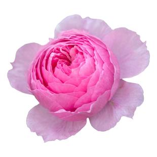 天狼月季阳台丰花微月盆栽庭院露台多季开花观赏花卉红苹果盈盈粉