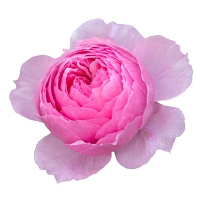 阳台天狼月季盆栽花苗绿植