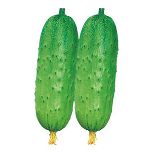 水果黄瓜种子短棒小黄瓜种籽旱黄瓜兔子腿阳台盆栽四季蔬菜种孑籽