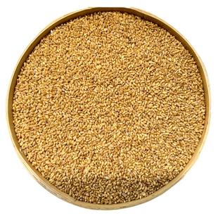 山东小麦粒钓鱼钓饵新食用小麦草种子干麦子磨面发麦芽糖麦苗猫草