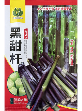 东北紫甜杆种子2米高稀有黑大穗