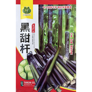 紫色甜杆种子东北稀有老品种黑大穗长节高农家高粱籽春季夏季四季
